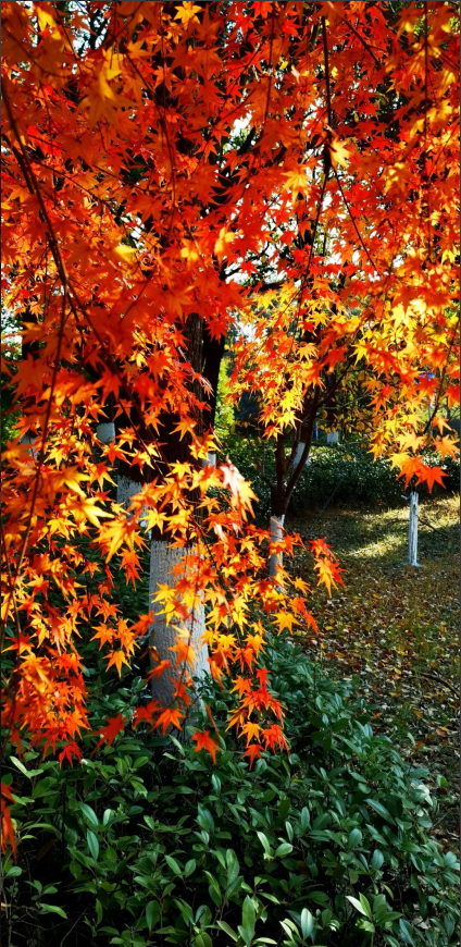 271701043841144862.png image.png